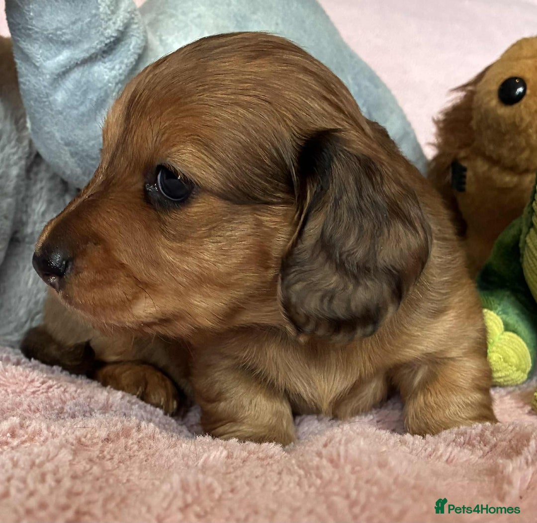 Dachshund dogs for sale: KC reg PRA clear gorgeous puppies - Image 11