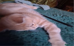 Mixed Breed cats for sale: Charming Cheeky Chunky  Bengal X Kittens. - Image 13