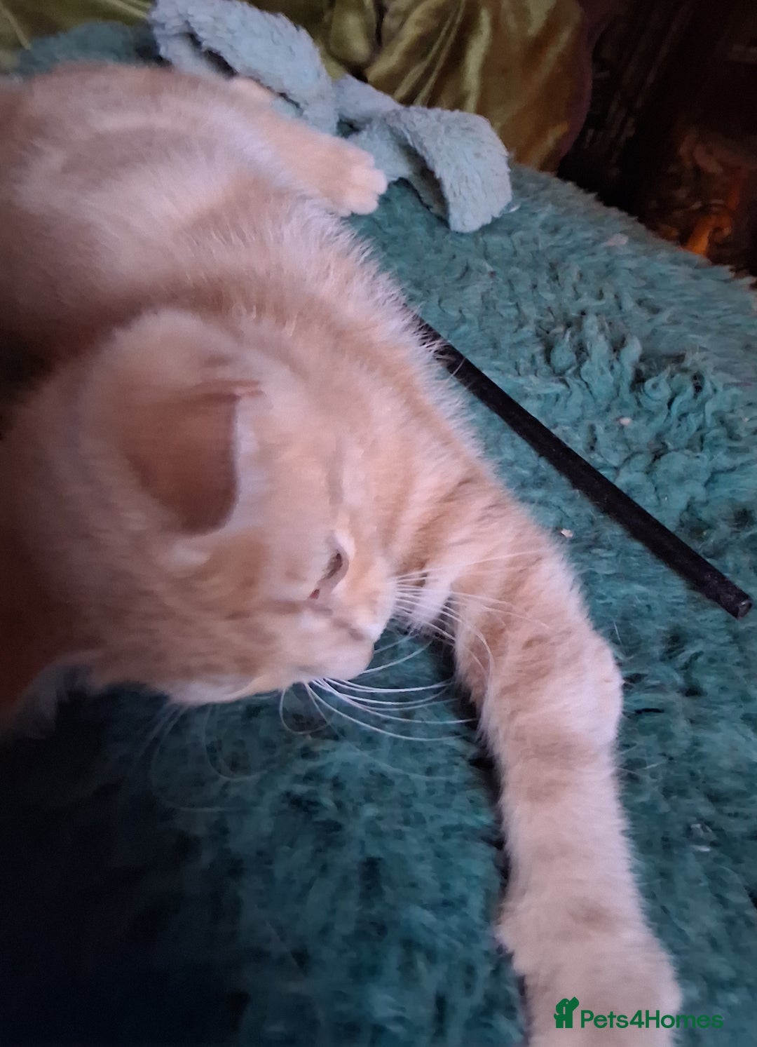 Mixed Breed cats for sale: Charming Cheeky Chunky  Bengal X Kittens. - Image 13