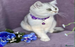 British Shorthair cats for sale: Lovely BSH kittens - ready for their forever homes - Image 4