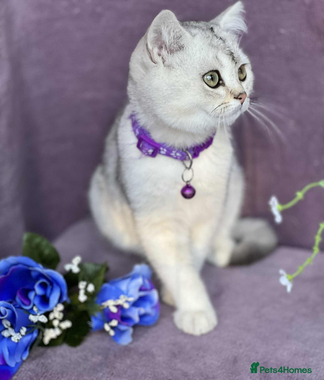 British Shorthair cats for sale: Lovely BSH kittens - ready for their forever homes - Image 4