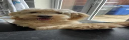Mixed Breed dogs for sale: Gorgeous puppy for sale. Mixed bread cockapoochon - Advert 2