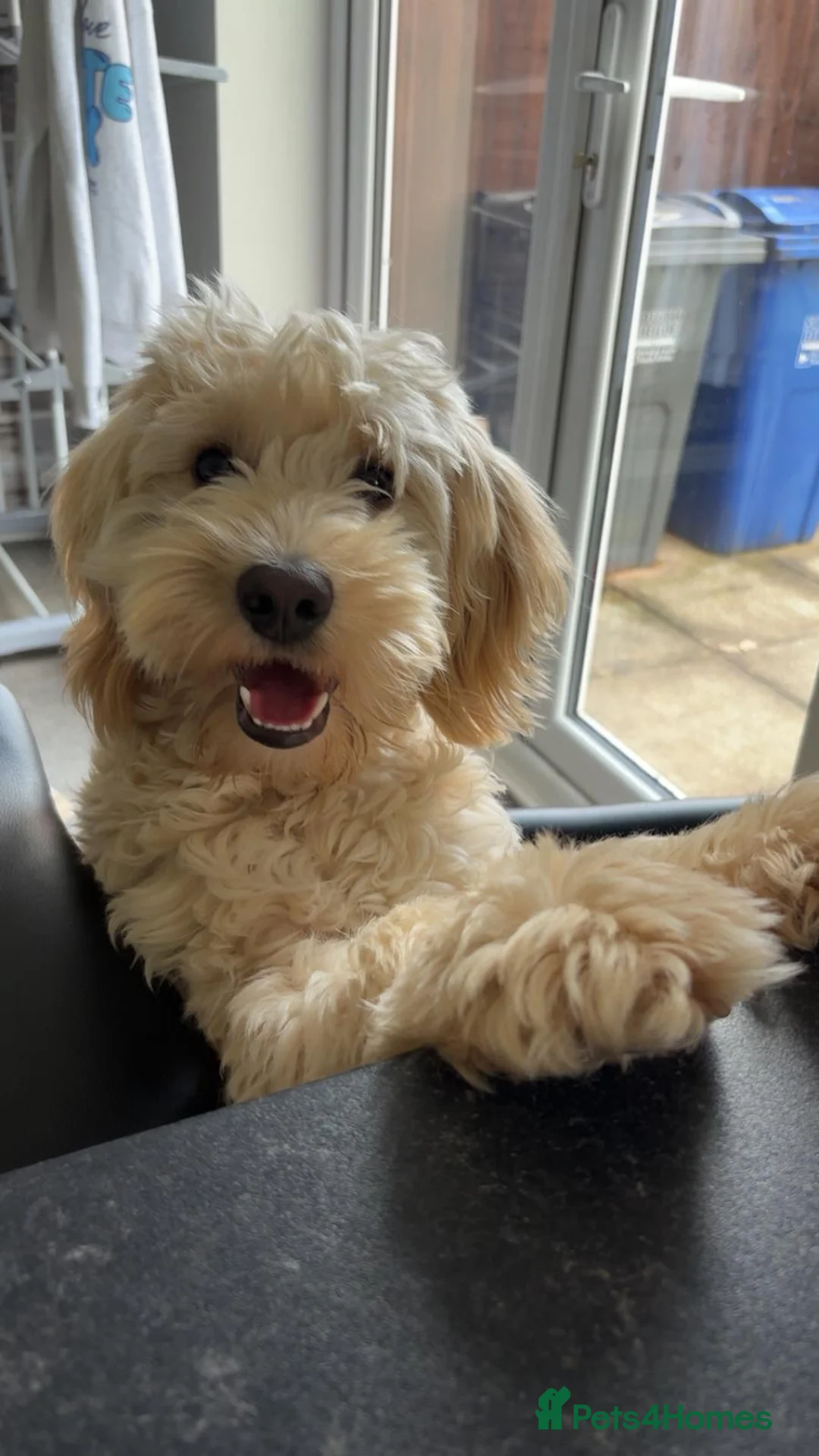 Mixed Breed dogs for sale: Gorgeous puppy for sale. Mixed bread cockapoochon - Advert 2