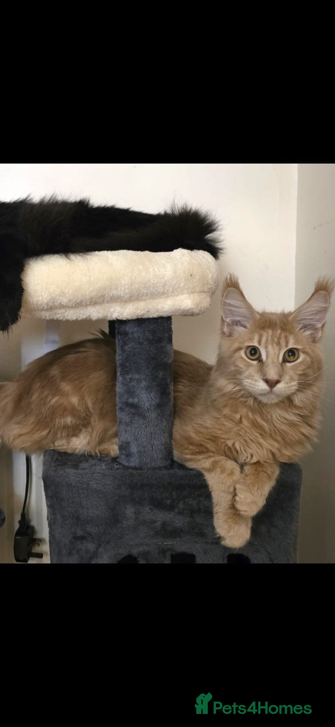 Maine Coon cats for sale: 8 month old Maine coon  - Advert 1