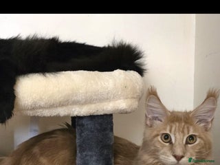 Maine Coon cats 8 month old Maine coon - Advert 3