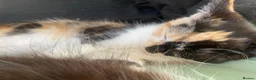 Mixed Breed cats for sale: (Ready Now) Mixed Breed Kittens in Northampton - Advert 14