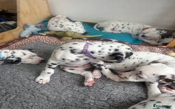 Dalmatian dogs for sale: 7 Dalmatian puppies available  - Image 18
