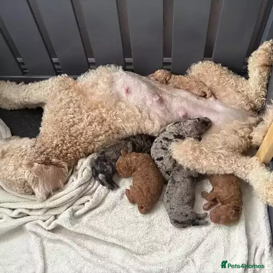 Goldendoodle dogs for sale: Little Teddy Bears:Adorable Goldendoodle Puppies - Advert 2