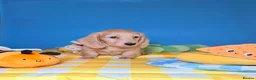 Miniature Dachshund dogs for sale: Lovey miniature dachshund boy - Advert 9
