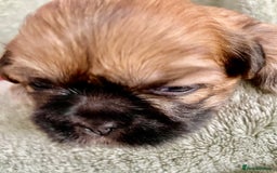 Shih Tzu dogs for sale: Adorable Imperial Shih Tzu Puppies - Image 5