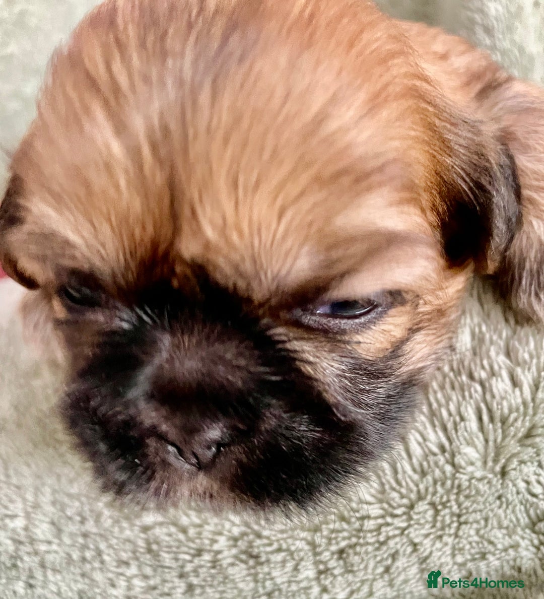Shih Tzu dogs for sale: Adorable Imperial Shih Tzu Puppies - Image 5