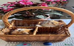 Persian cats for sale: Half Persian 2 Boys  - Image 15