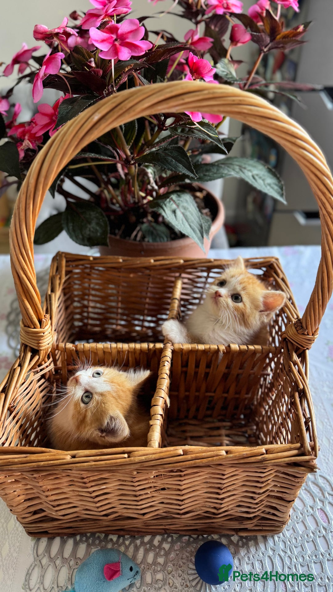 Persian cats for sale: Half Persian 2 Boys  - Image 15