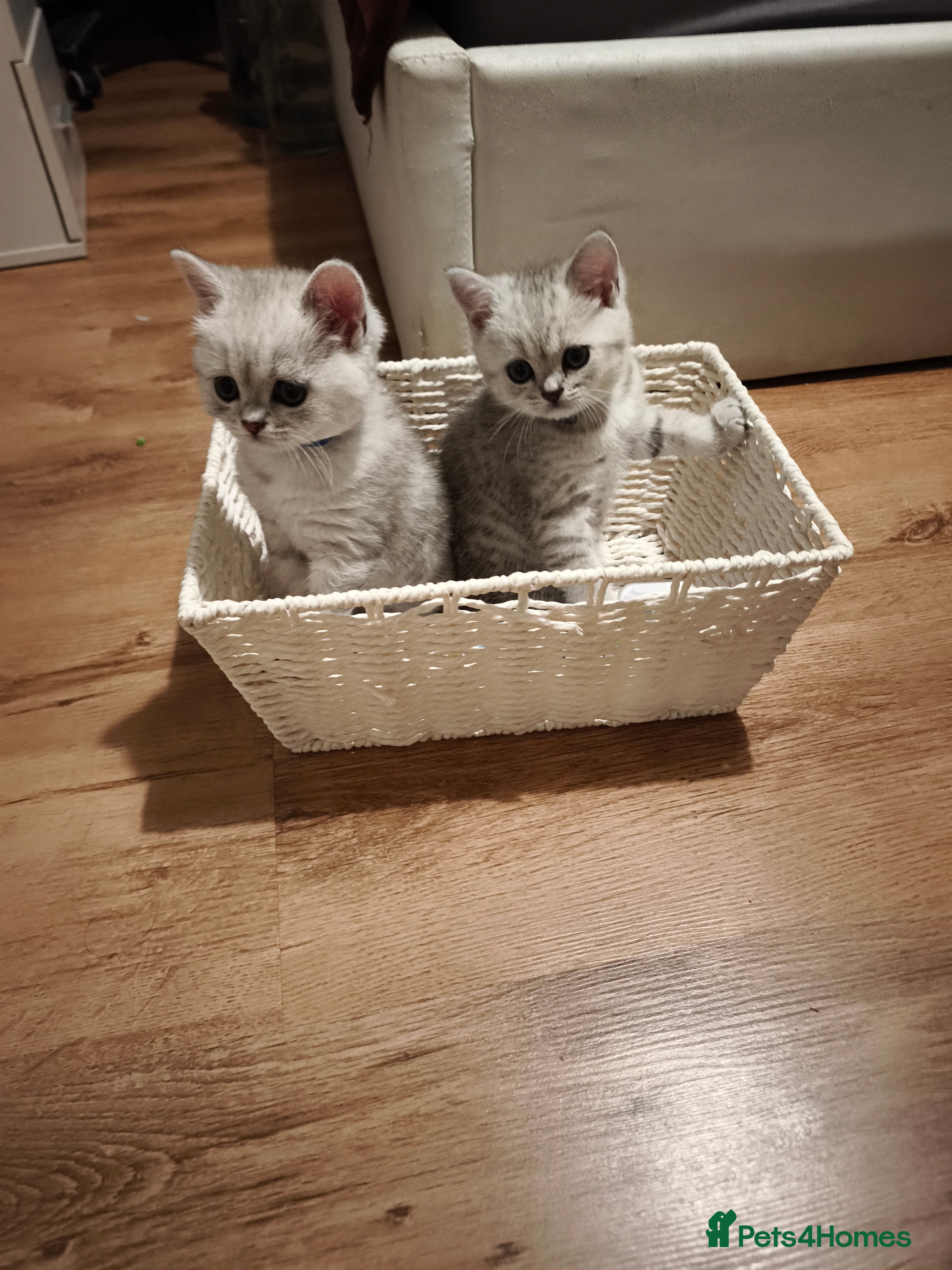 British Shorthair cats Only 1 left Silver/White British Shorthair Kittens - Advert 1