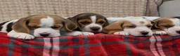 Beagle dogs for sale: BEAUTIFUL (SHOW TYPE) BEAGLE PUPPIES READY NOW - Advert 7