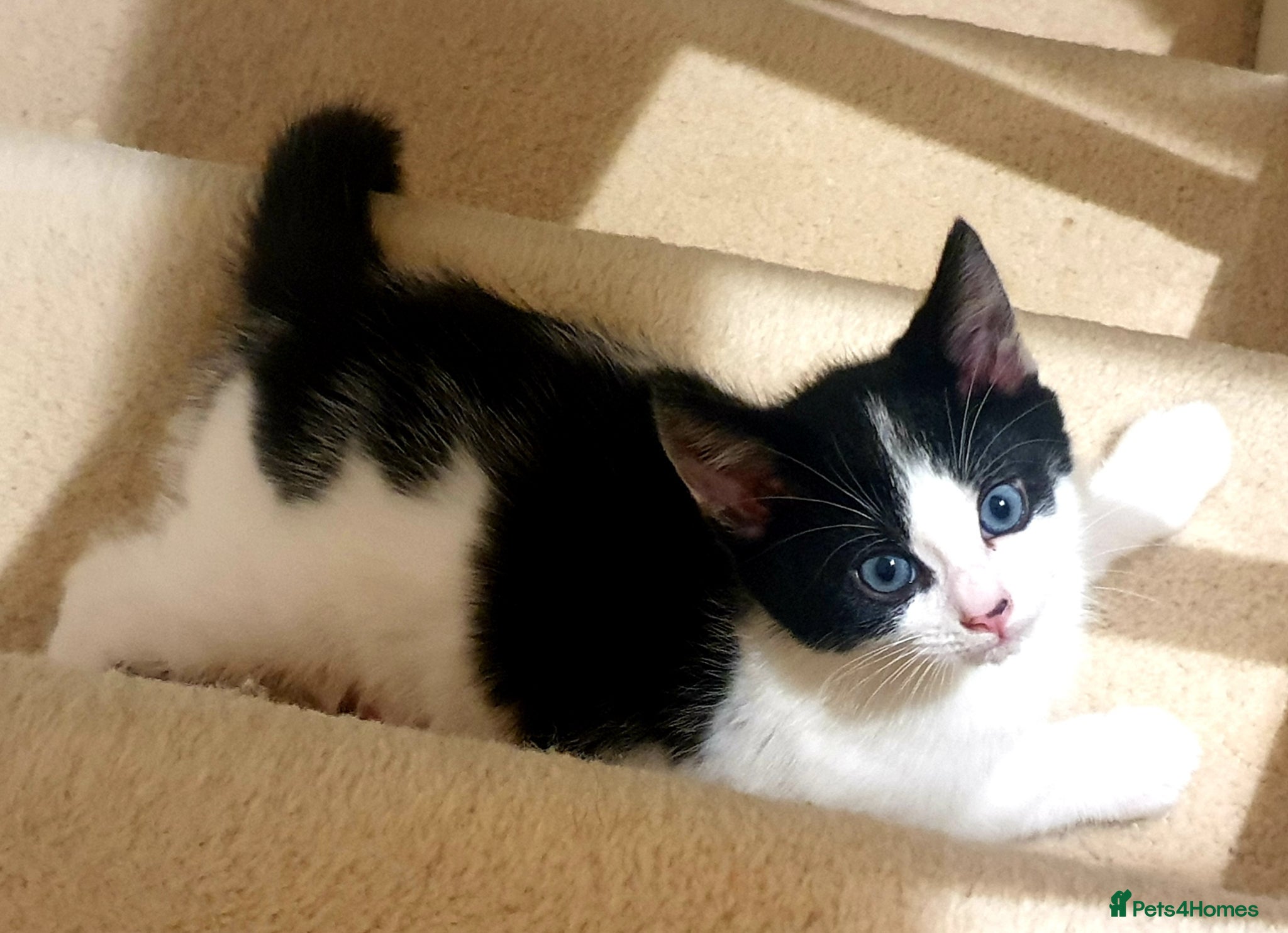 Mixed Breed cats Only 3 Gorgeous Boys Left! 🐾  - Advert 2