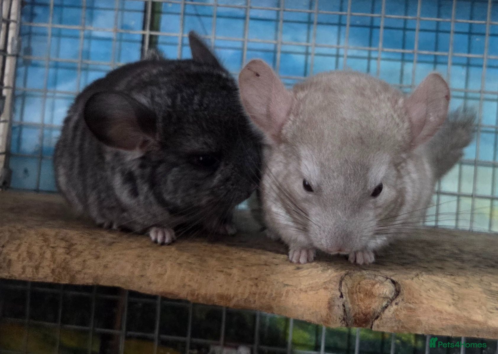 Chinchilla rodents 2 baby males for sale - Advert 15