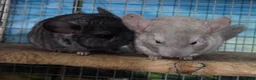 Chinchilla rodents for sale: One beige baby male for sale - Advert 1