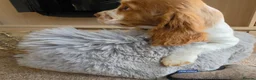 Cocker Spaniel dogs for sale: Working Type Cocker Spaniels - Advert 22