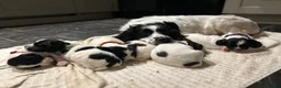 English Springer Spaniel dogs for sale: Springer Spaniel Bitch - Advert 4