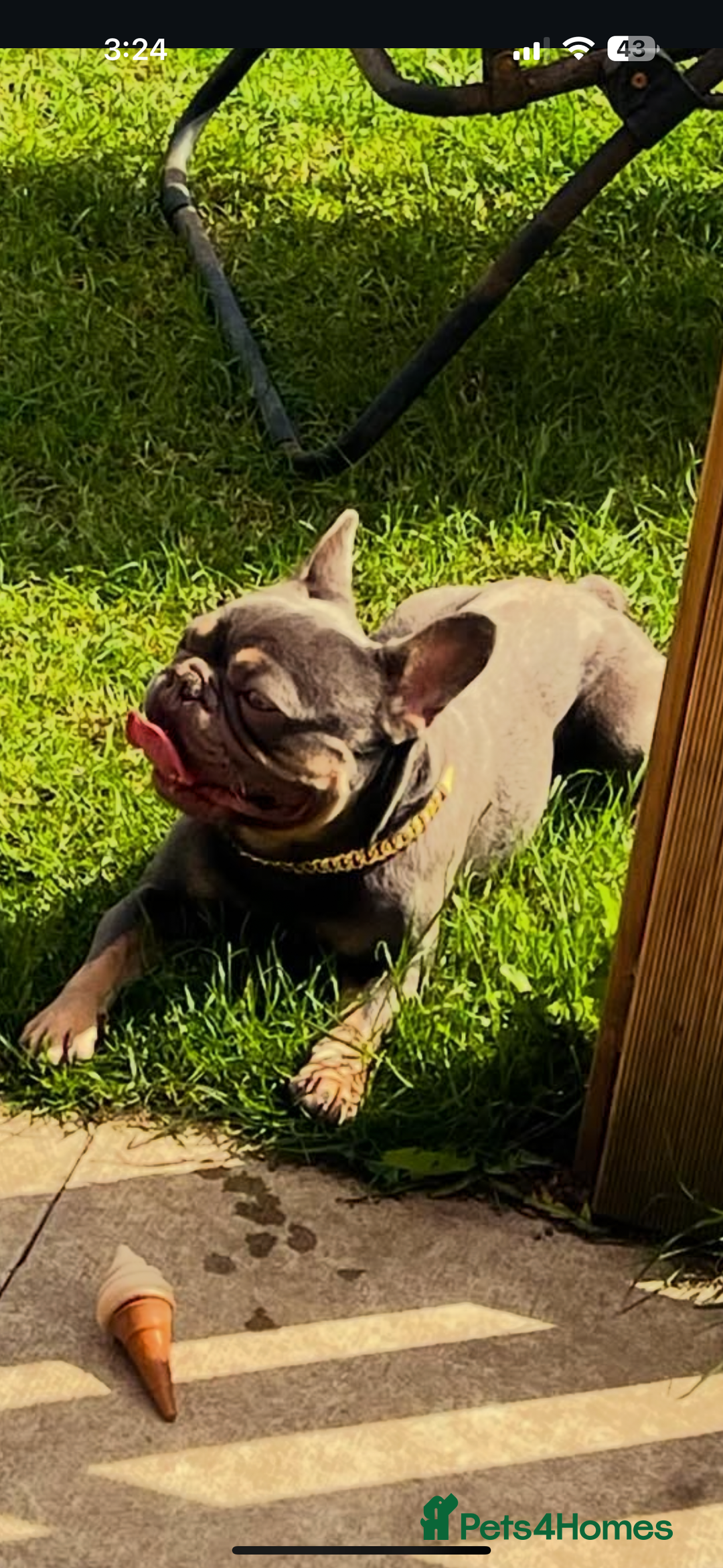 French Bulldog dogs for sale: Ronnie  - Image 1
