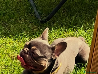 French Bulldog dogs - Advert 35