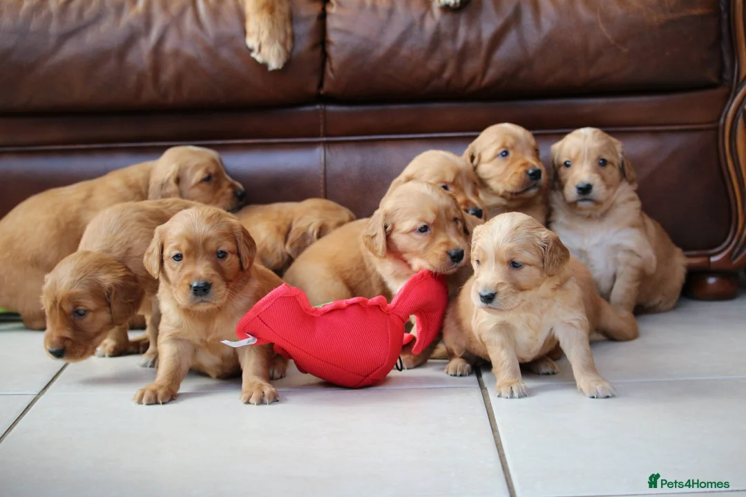 Golden Retriever dogs for sale: Dark Red KC Reg Working Golden Retriever Puppies - Advert 1