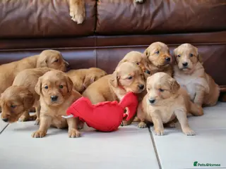 Golden Retriever dogs Dark Red KC Reg Working Golden Retriever Puppies - Advert 14