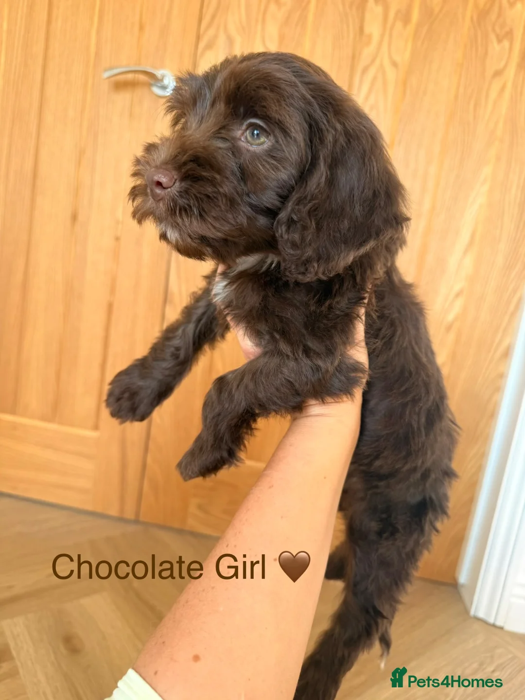 Cockapoo dogs for sale: ⭐ READY NOW ⭐ 2 LEFT! Beautiful Cockapoo puppies.  - Advert 2