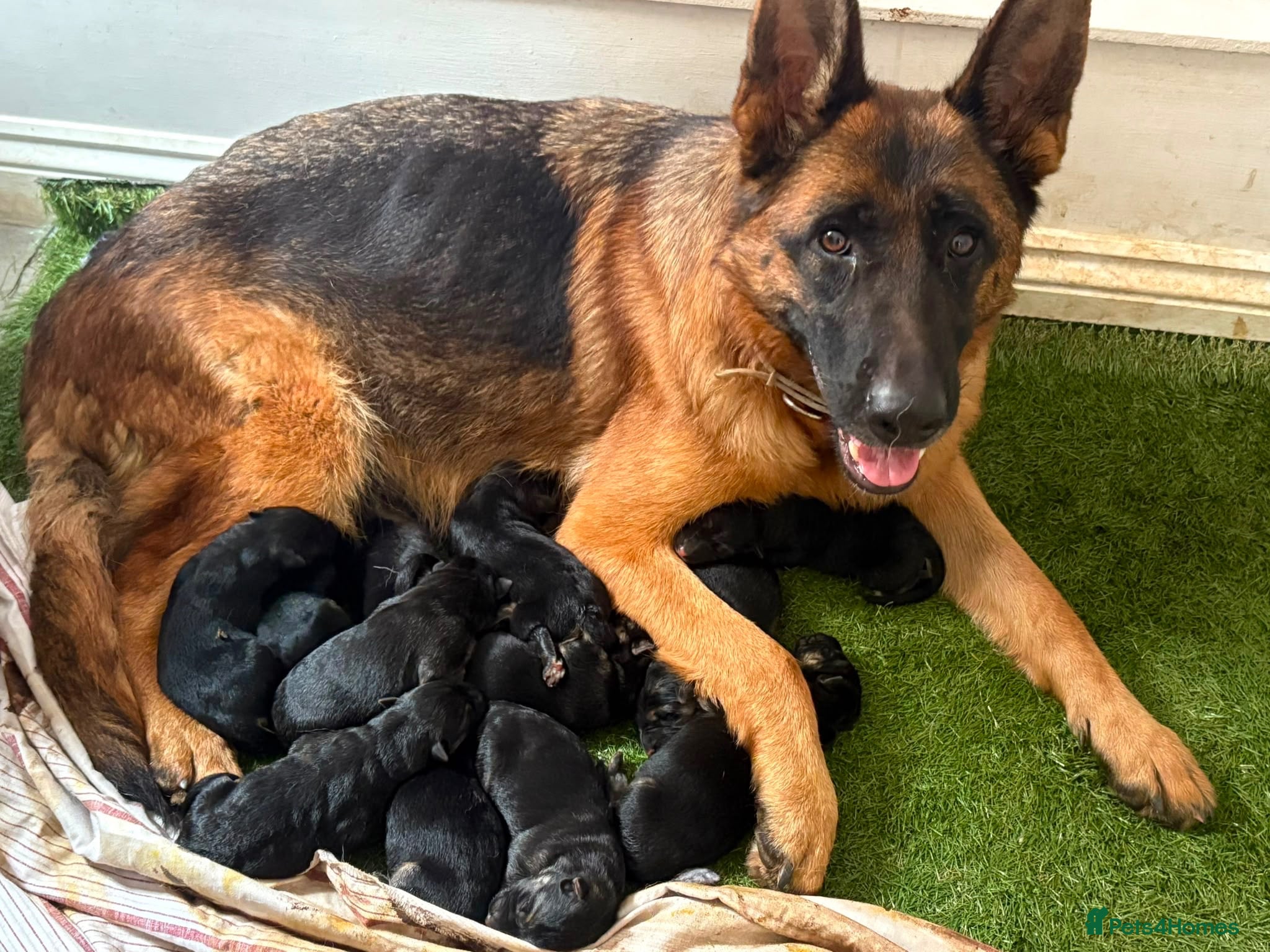 German Shepherd dogs 10 stunning german shepherd pups. - Advert 1