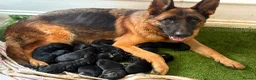 German Shepherd dogs for sale: 10 stunning german shepherd pups. - Advert 1