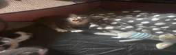 Mixed Breed cats for sale: Kittens For Sale  in Denbigh - Advert 3