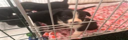 Sprollie dogs for sale: 5 females and 1 male available Sprollie puppies - Advert 4
