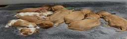 Cavalier King Charles Spaniel dogs for sale: DNA TESTED CAVALIER KING CHARLES  - Advert 31