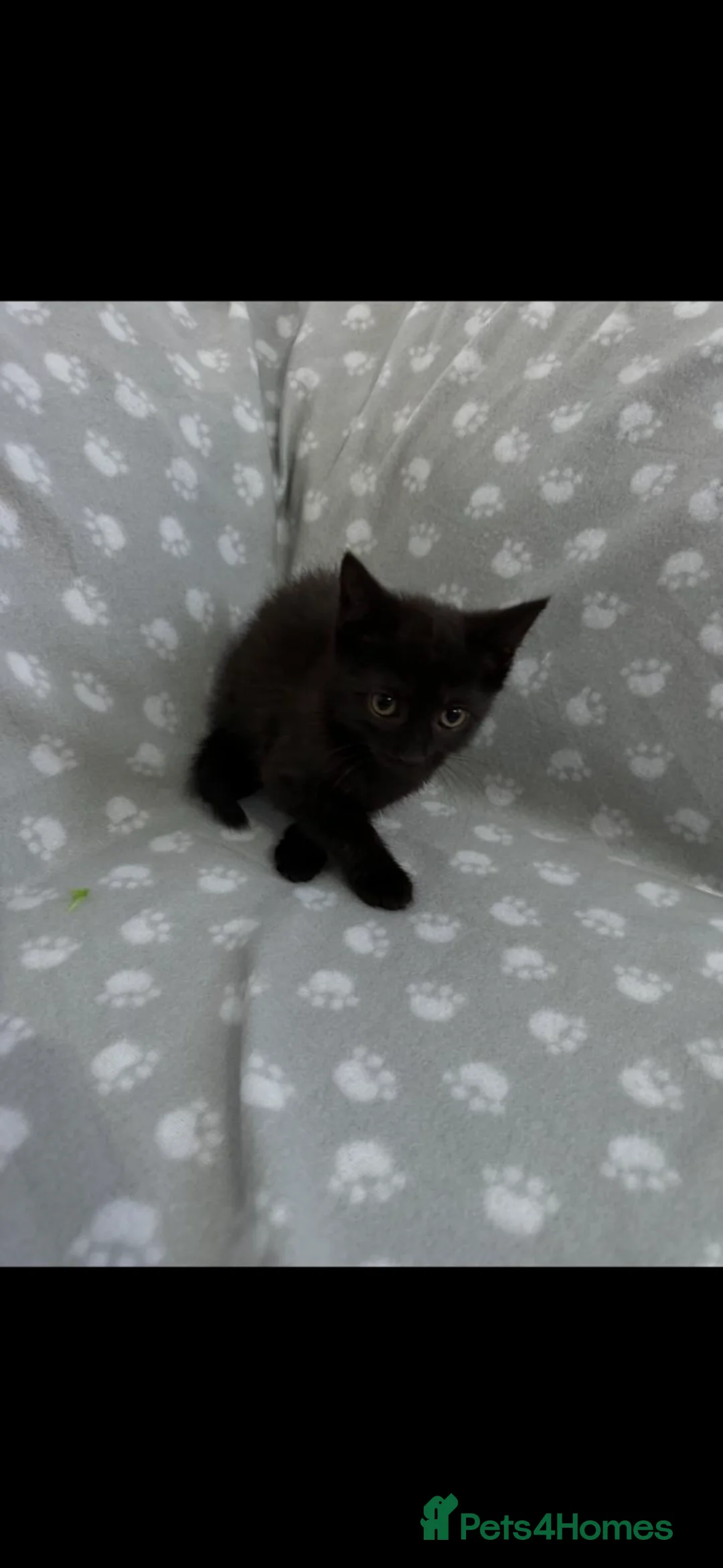 Mixed Breed cats for sale: Four mixed breed kittens - Advert 4