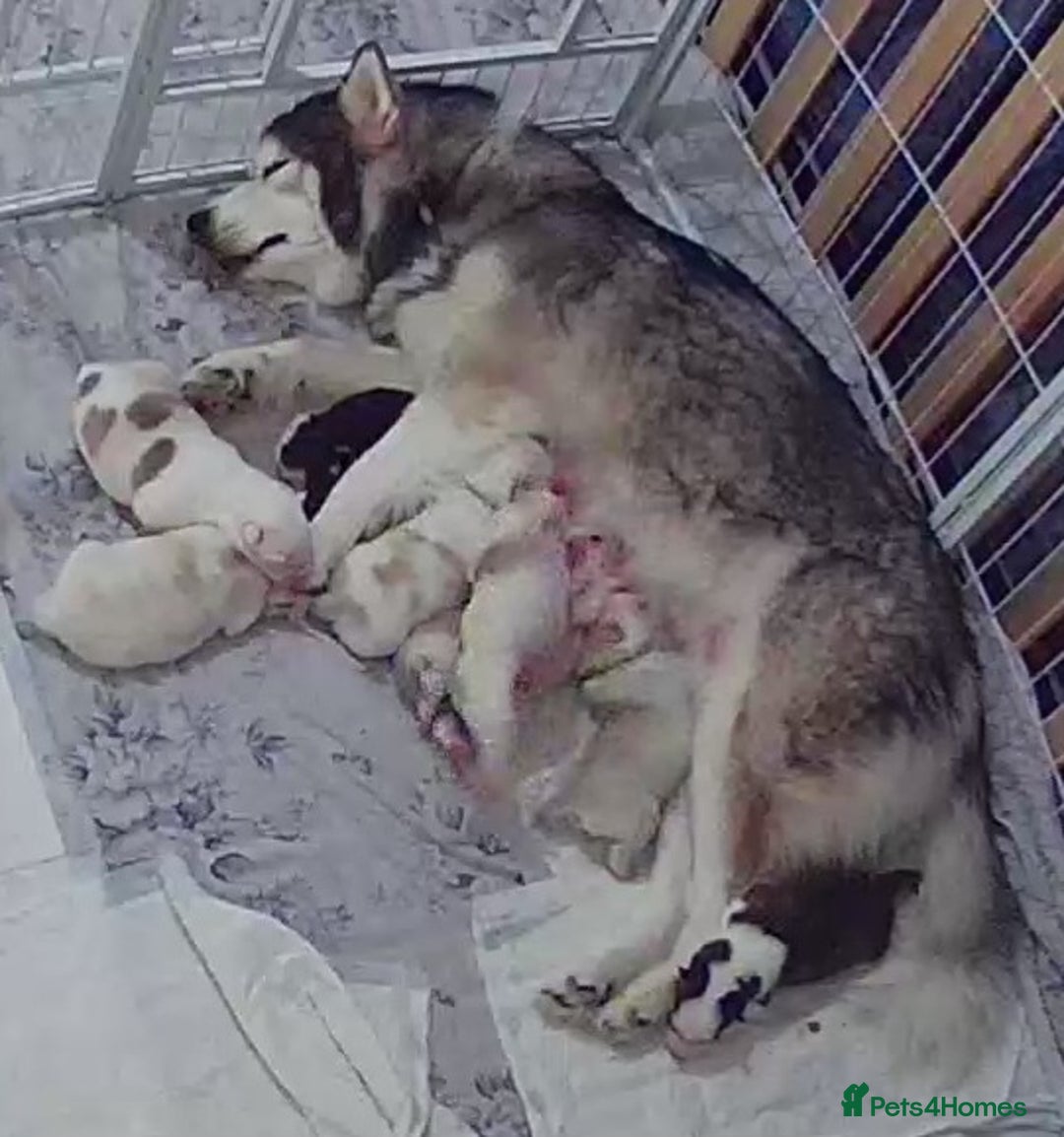 Siberian Husky dogs for sale: 7 SIBERIAN HUSKYS, 4 BOYS, 3 GIRLS - Advert 1