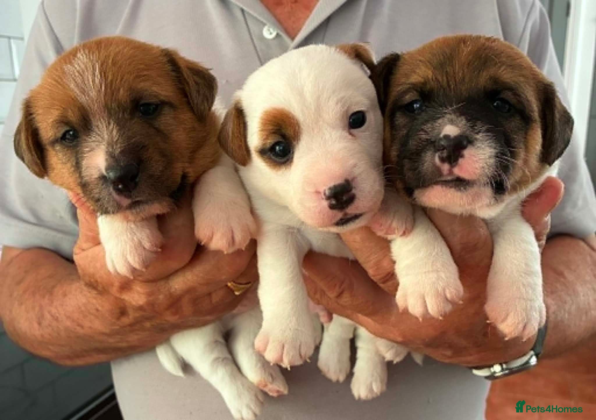 Jack Russell dogs Gorgeous litter of K.C.Registered Jack Russell's - Advert 2