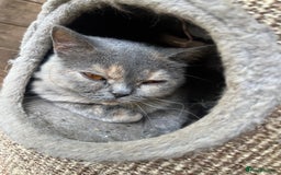 British Shorthair cats for sale:  British shorthairs  - Image 5