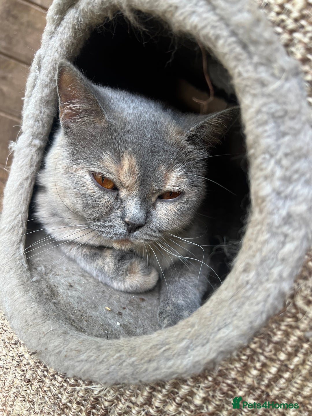 British Shorthair cats for sale:  British shorthairs  - Image 5