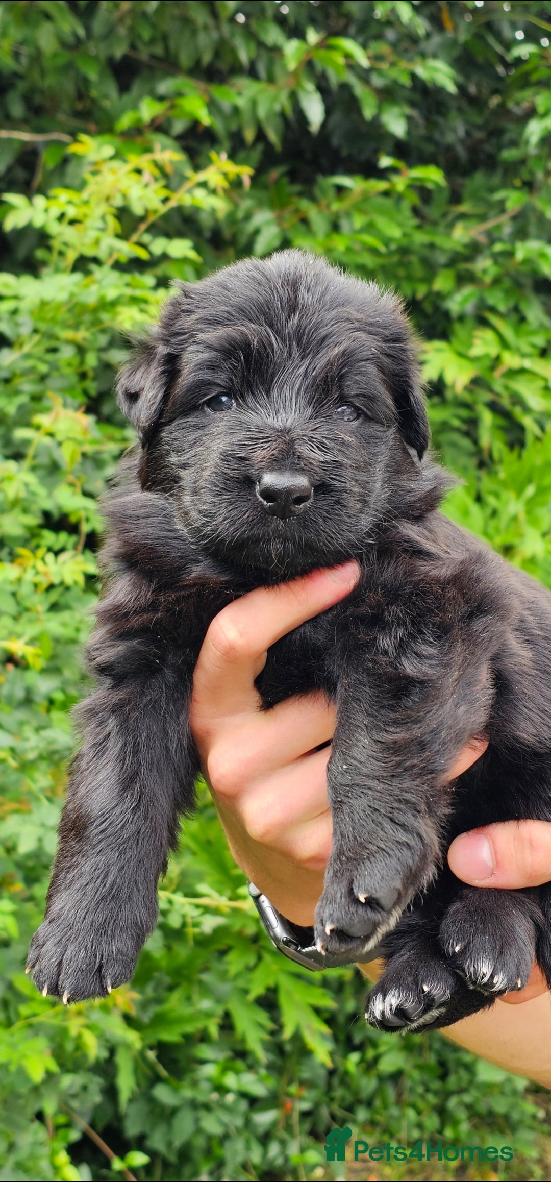 German Shepherd dogs for sale: BOTH PARENTS ARE ALL DNA TESTS CLEAR  - Image 7