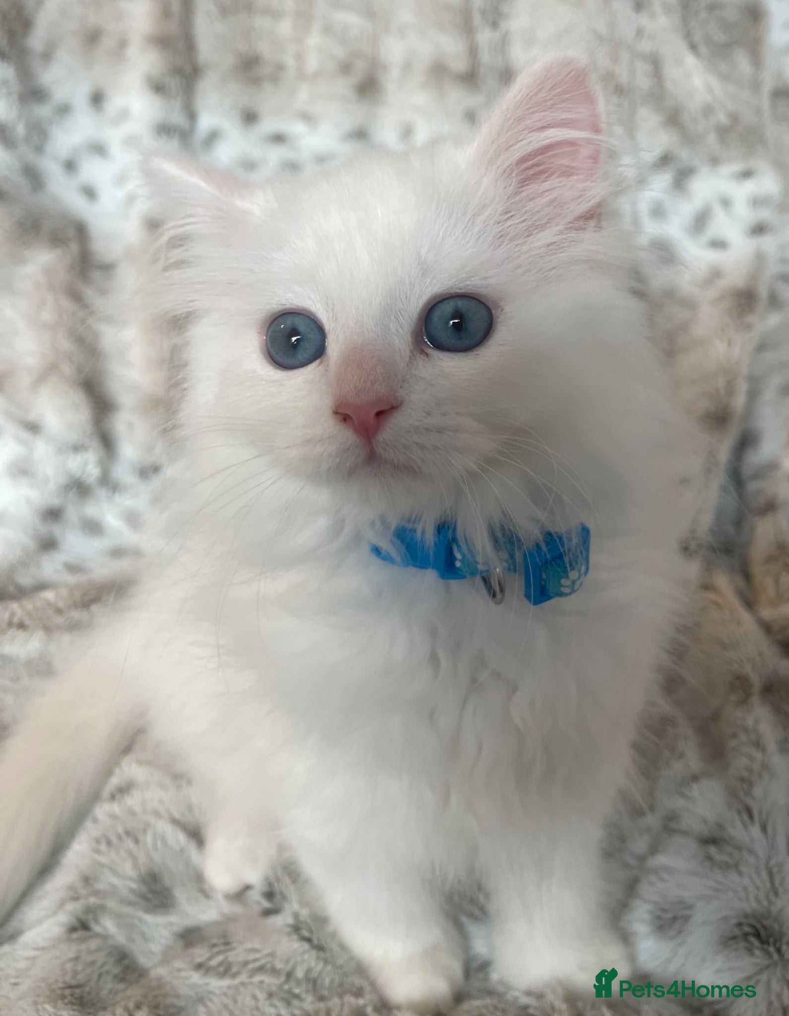 Siberian cats Siberian Pure Kittens Available  - Advert 3