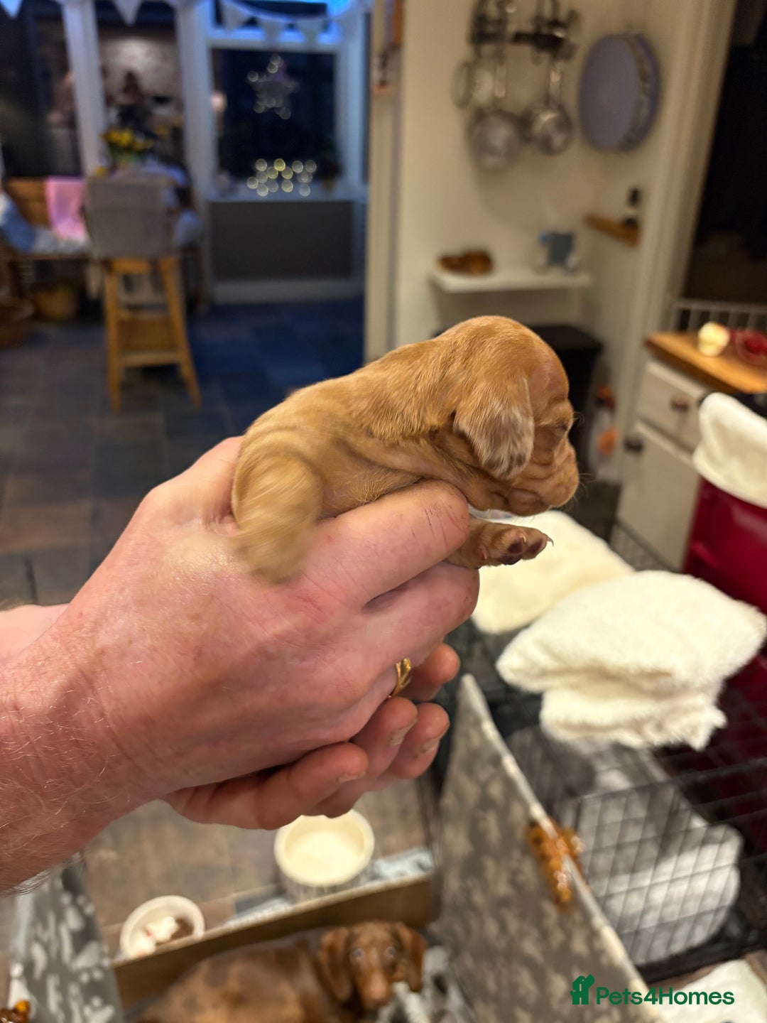 Miniature Dachshund dogs for sale: Smooth Miniature Daschund puppies  - Advert 17