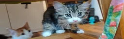 Mixed Breed cats for sale: Fluffy kittens for sale - Advert 23