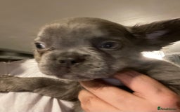 French Bulldog dogs for sale: Pedigree  French bulldogs ready to leave  - Image 29