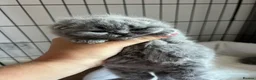 British Shorthair cats for sale:  💙 Beautiful Blue BS Kittens 1 Boy & 4 Girls 💗 in Taunton - Advert 9