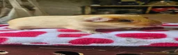 Guinea Pig rodents for sale: Beautiful baby boars - Advert 6