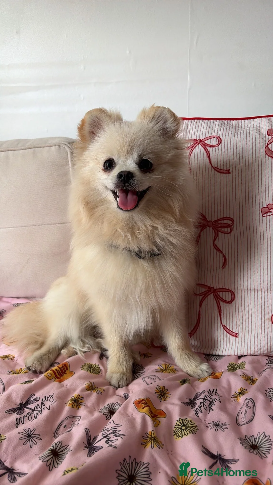 Pomeranian dogs for sale: Male Pomeranian 8 months old - Advert 2