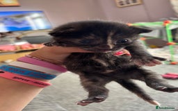 Mixed Breed cats for sale: Kittens  - Image 11