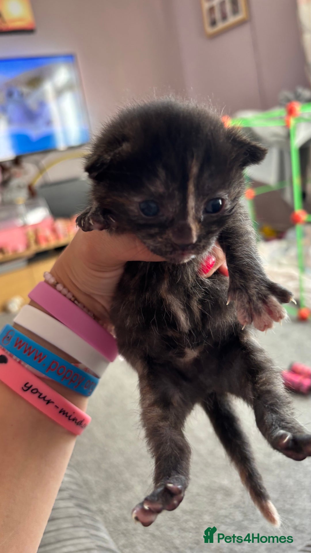 Mixed Breed cats for sale: Kittens  - Image 11
