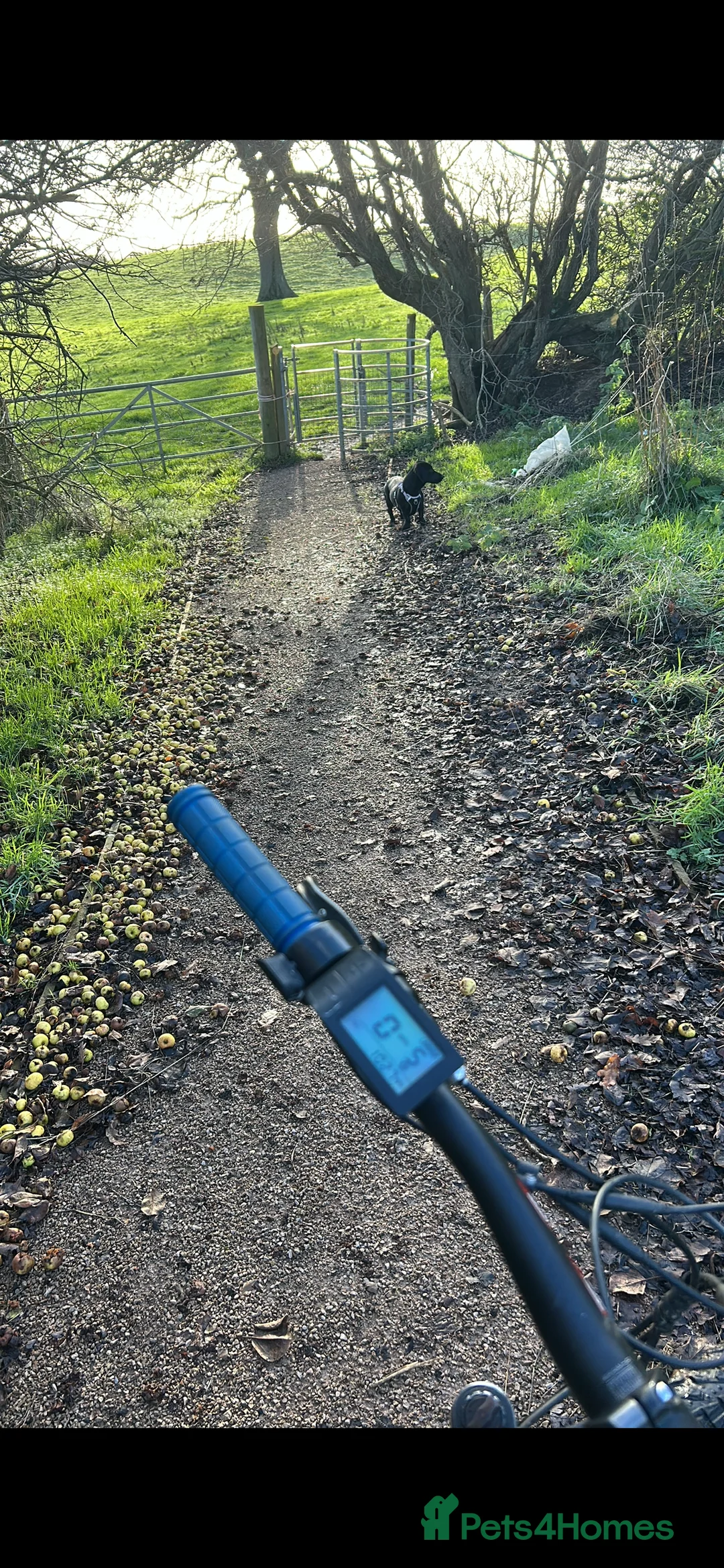 Mixed Breed dogs for sale: Looking for home  - Advert 11